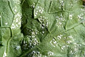 EMPTY INSECT EGG CASES ON UNDERSIDE OF LEAF