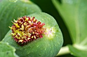 WOUND ON SKIN OF FIG