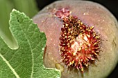 WOUND ON SKIN OF FIG
