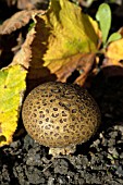 SCLERODERMA CITRINUM,  COMMON EARTHBALL FUNGUS