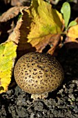 SCLERODERMA CITRINUM,  COMMON EARTHBALL FUNGUS