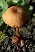 CYSTODERMA AMIANTHINUM,  FUNGUS