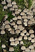 COPRINUS DISSEMINATUS,  FAIRIES BONNETS,  FUNGUS ON DYING WILLOW TREE