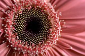 GERBERA JAMESONII,  GERBER DAISY