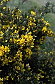 ULEX EUROPAEUS,  GORSE