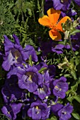 CAMPANULA MEDIUM WITH ESCHSCHOLZIA