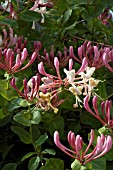 LONICERA PERICLYMENUM,  HONEYSUCKLE