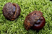 AESCULUS HIPPOCASTANUM,  HORSE CHESTNUT FRUIT,  CONKERS