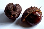 AESCULUS HIPPOCASTANUM,  HORSE CHESTNUT FRUIT,  CONKERS