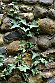 HEDERA HELIX,  IVY ON FLINT STONE WALL