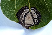 FUNGAL LEAF SPOT,  LEAF PROBLEM ON POPULUS TREMULA,  ASPEN