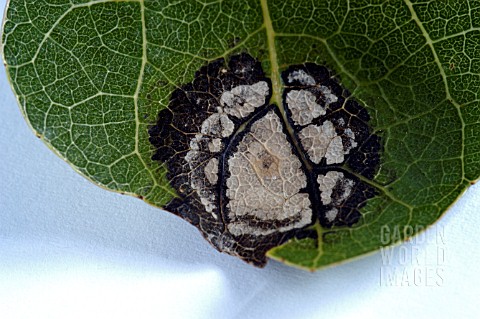 FUNGAL_LEAF_SPOT__LEAF_PROBLEM_ON_POPULUS_TREMULA__ASPEN