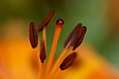 LILIUM TIGRINUM SYN. LANCIFOLIUM TIGER LILY,  STAMENS,  STIGMA,  STYLE