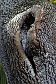 ARAUCARIA ARAUCANA,  MONKEY PUZZLE,  CALLUS,  TREE TRUNK WOUND