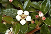 COTONEASTER HORIZONTALIS,  FLOWER AND BUDS.