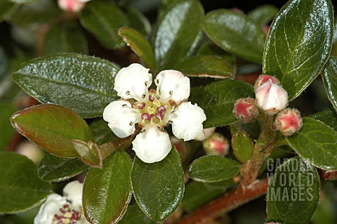 COTONEASTER_HORIZONTALIS__FLOWER_AND_BUDS