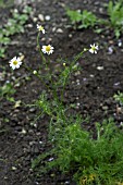 LEUCANTHEMUM VULGARE,  OX EYE DAISY,  WILD FLOWER