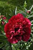PAEONIA,  PAEONY
