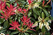 PIERIS FORMOSA FORRESTII FOREST FLAME,  SHRUB