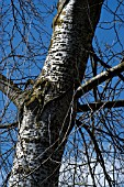 POPULUS ALBA,  WHITE POPLAR,  TREE TRUNK