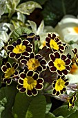 PRIMULA AURICULA