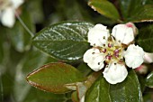 COTONEASTER HORIZONTALIS,  FLOWER AND BUDS.