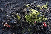 MOSS ON RHUBARB,  PROBLEM,  RHUBARB SPRING GROWTH,  ORGANIC