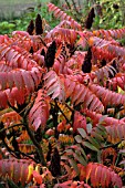 RHUS TYPHINA,  STAGS HORN SUMAC,  AUTUMN FOLIAGE