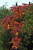 RHUS TYPHINA,  STAGS HORN SUMAC,  AUTUMN FOLIAGE