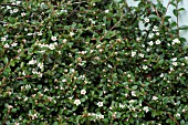 COTONEASTER HORIZONTALIS,  FLOWER AND BUDS.