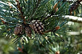 PINUS SYLVESTRIS,  SCOTS PINE,  PINE CONES