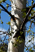 BETULA PENDULA,  SILVER BIRCH