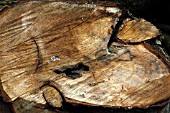 FELLED TIMBER,  CUT WOOD,  TRUNK OF SALIX X CHRYSOCOMA,  GOLDEN WEEPING WILLOW