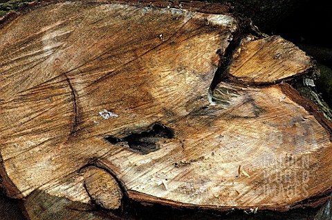 FELLED_TIMBER__CUT_WOOD__TRUNK_OF_SALIX_X_CHRYSOCOMA__GOLDEN_WEEPING_WILLOW