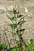 EPILOBIUM ROSEUM,  PALE WILLOWHERB,  PEDICELLED WILLOWHERB