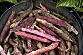 DWARF FRENCH BEAN,  BORLOTTO FIRETONGUE,  ORGANIC