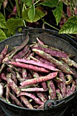 DWARF FRENCH BEAN,  BORLOTTO FIRETONGUE,  ORGANIC