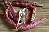 DWARF FRENCH BEAN,  BORLOTTO FIRETONGUE,  ORGANIC