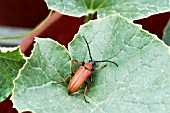 PYROCHROA COCCINEA,  CARDINAL BEETLE ON MELON LEAF