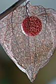 PHYSALIS ALKEKENGII,  CHINESE LANTERN