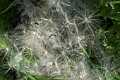 DOWNY SEEDHEAD OF ONOPORDON ACANTHIUM,  SCOTS THISTLE SEEDS