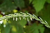 AGROPYRON,  ELYMUS REPENS,  COUCH GRASS