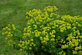 EUPHORBIA CYPARISSIAS