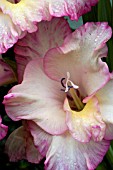 RAINDROPS ON GLADIOLI