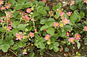 FRAGARIA ORNAMENTAL STRAWBERY,  PINK FLOWERS.