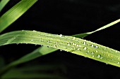 RAINDROPS ON GLADIOLUS LEAF