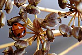7 SPOT LADYBIRD,  COCCINELLA 7 PUNCTATA,  INSECTS ON PARSNIP SEEDS