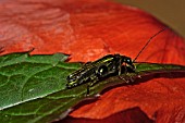 OEDEMERA NOBILIS BEETLE,  MALE,  THICK LEGGED FLOWER BEETLE