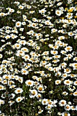 LEUCANTHEMUM VULGARE,  OX EYE DAISY