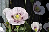 PAPAVER SOMNIFERUM,  OPIUM POPPY